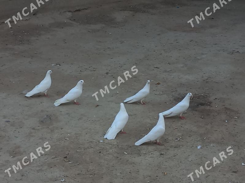 kepderi - Hitrowka - img 3