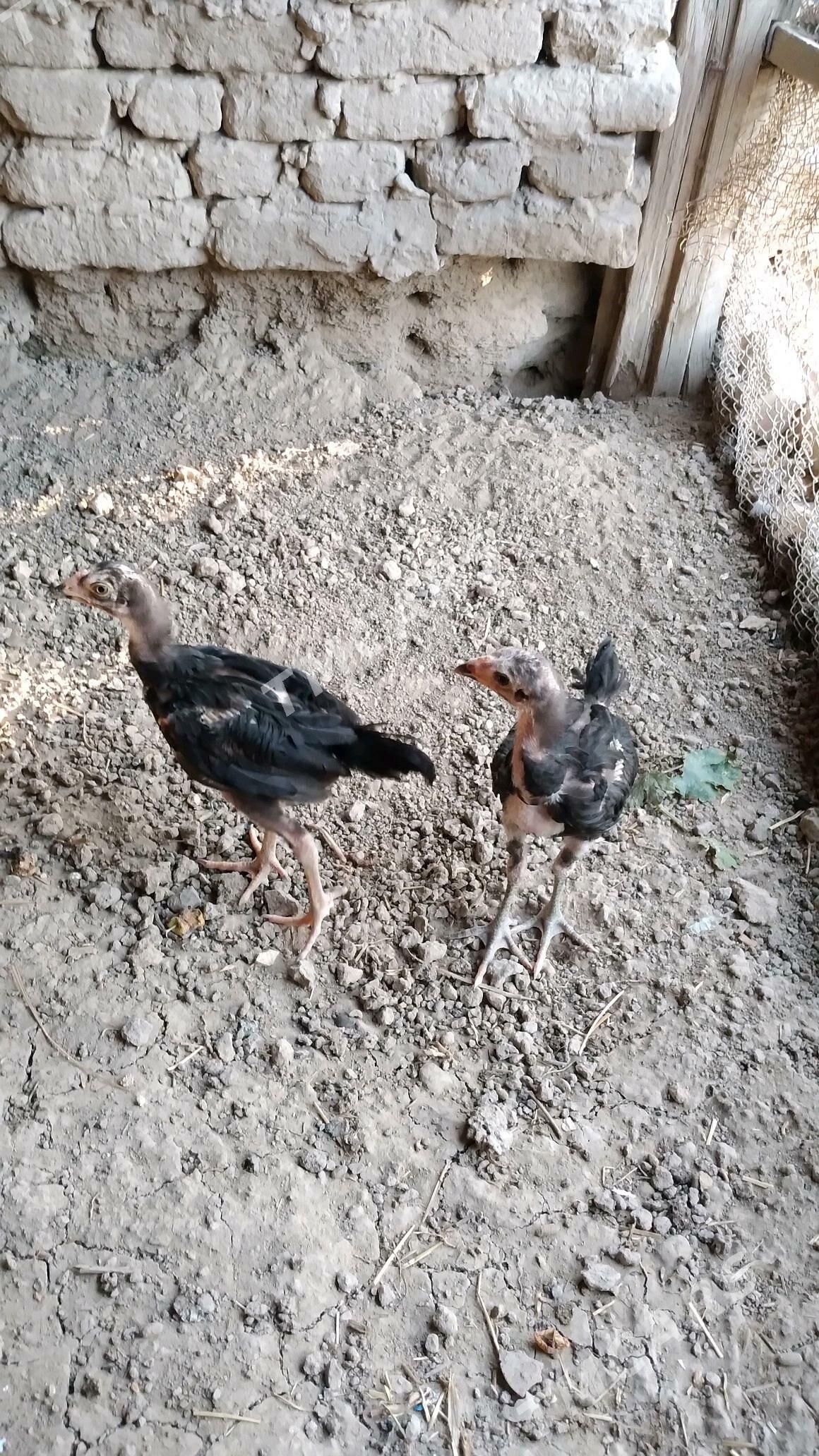 bayzok juje - Wekilbazar - img 3