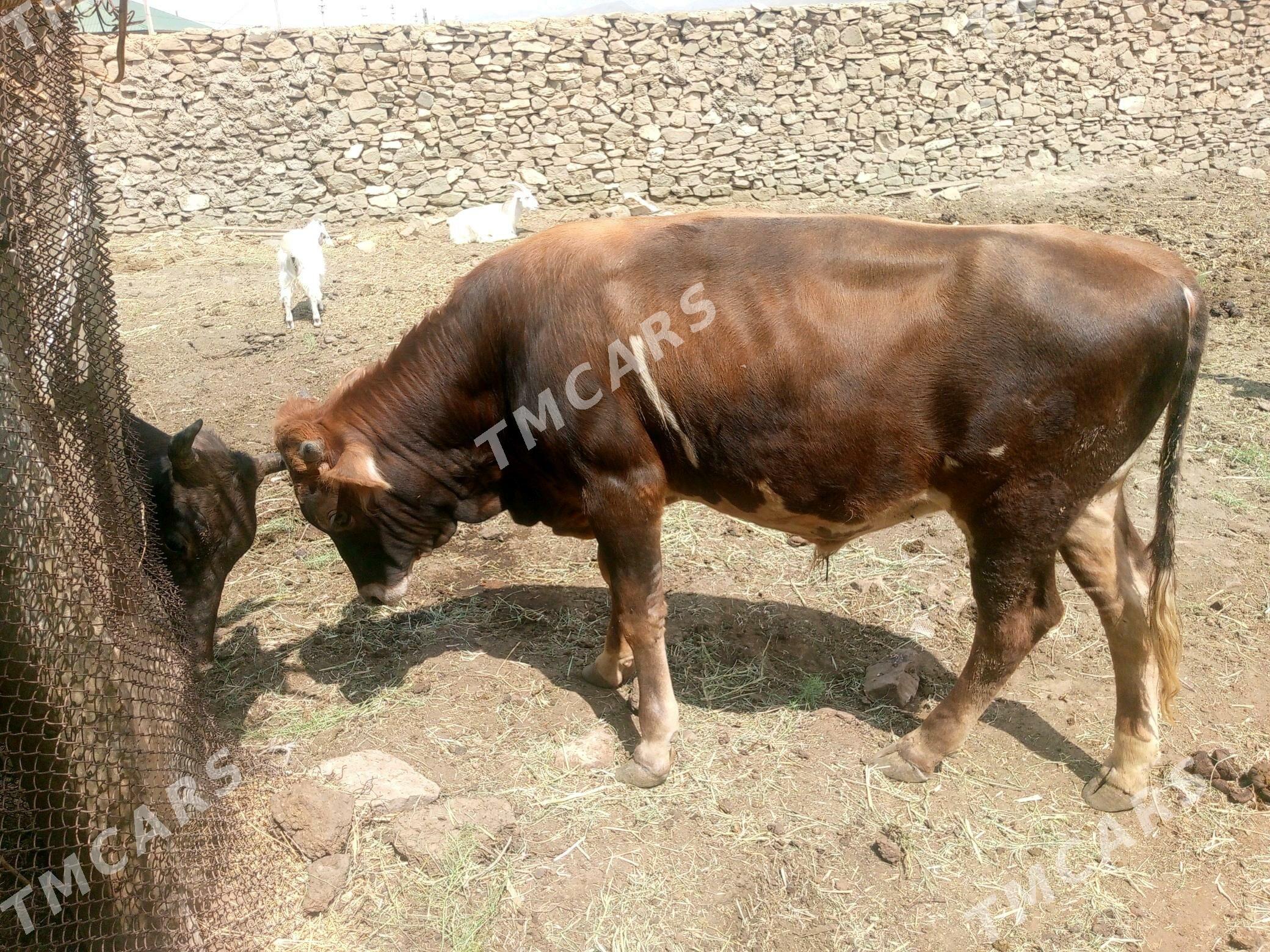okuzce - Gyzylarbat - img 3