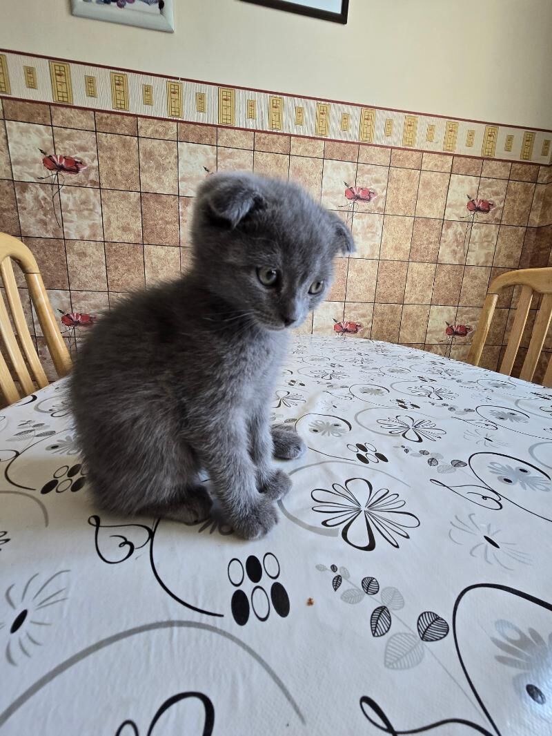 gulagy puşysty şatlanskı pışık - Dosaaf - img 4