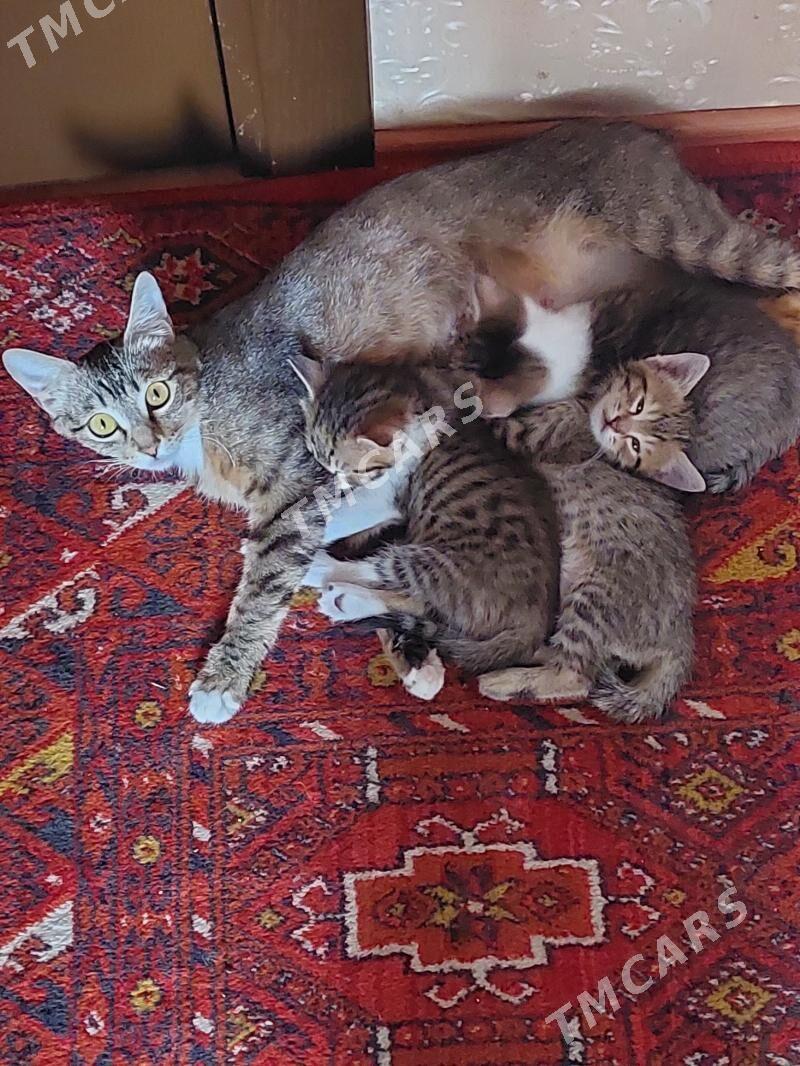 котята - Aşgabat - img 2