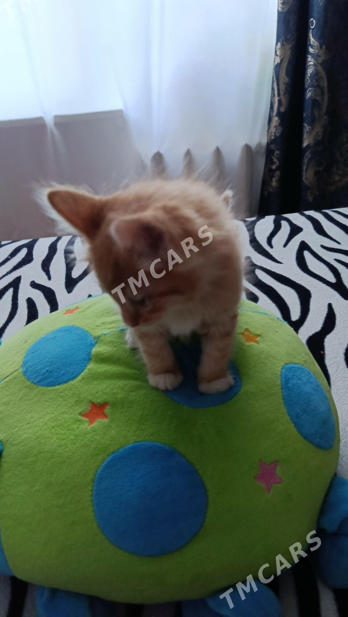 котята - Aşgabat - img 2
