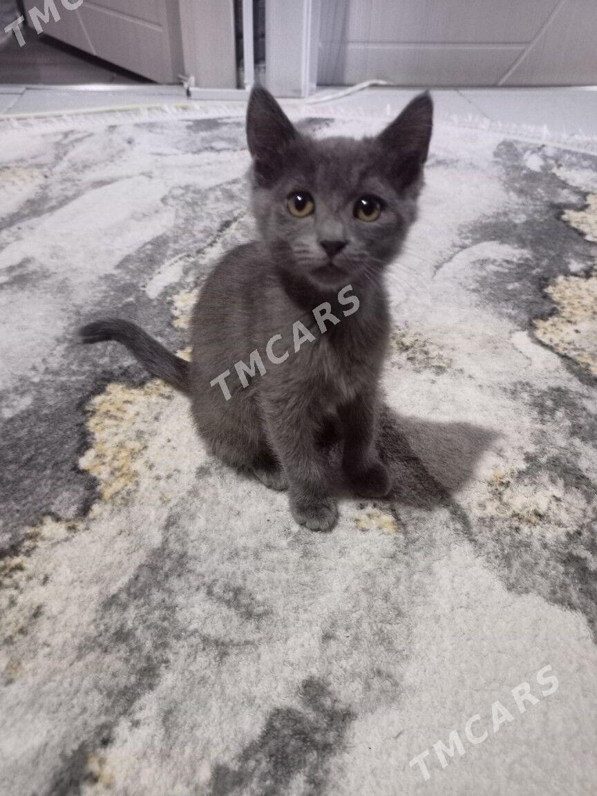 Котята - Aşgabat - img 2