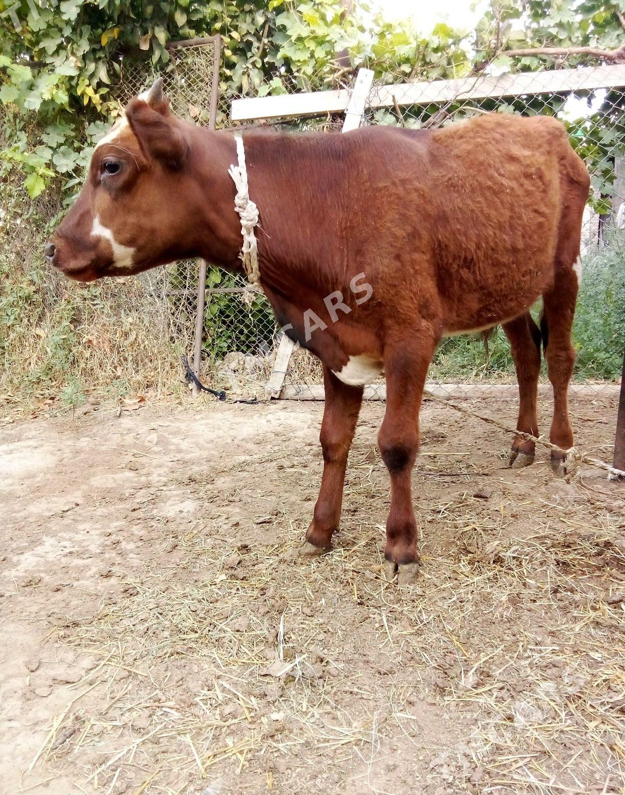 Tohum Öküzler 8 aýlyk 2 sany - Gökdepe - img 10