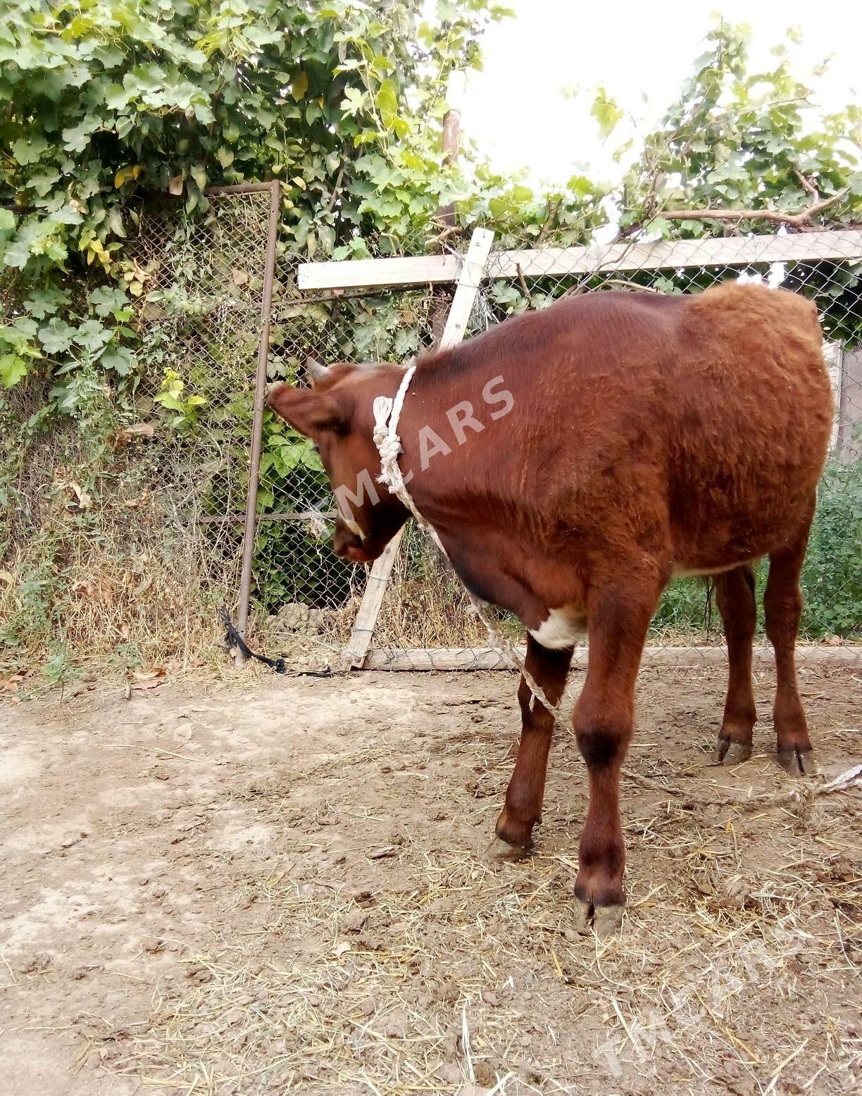Tohum Öküzler 8 aýlyk 2 sany - Gökdepe - img 6