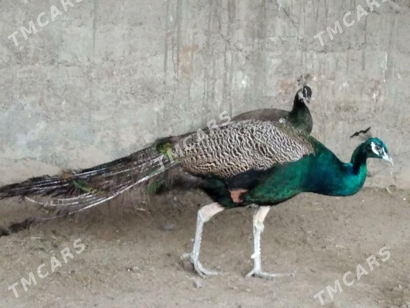 satılık tawus guş par - Wekilbazar - img 2