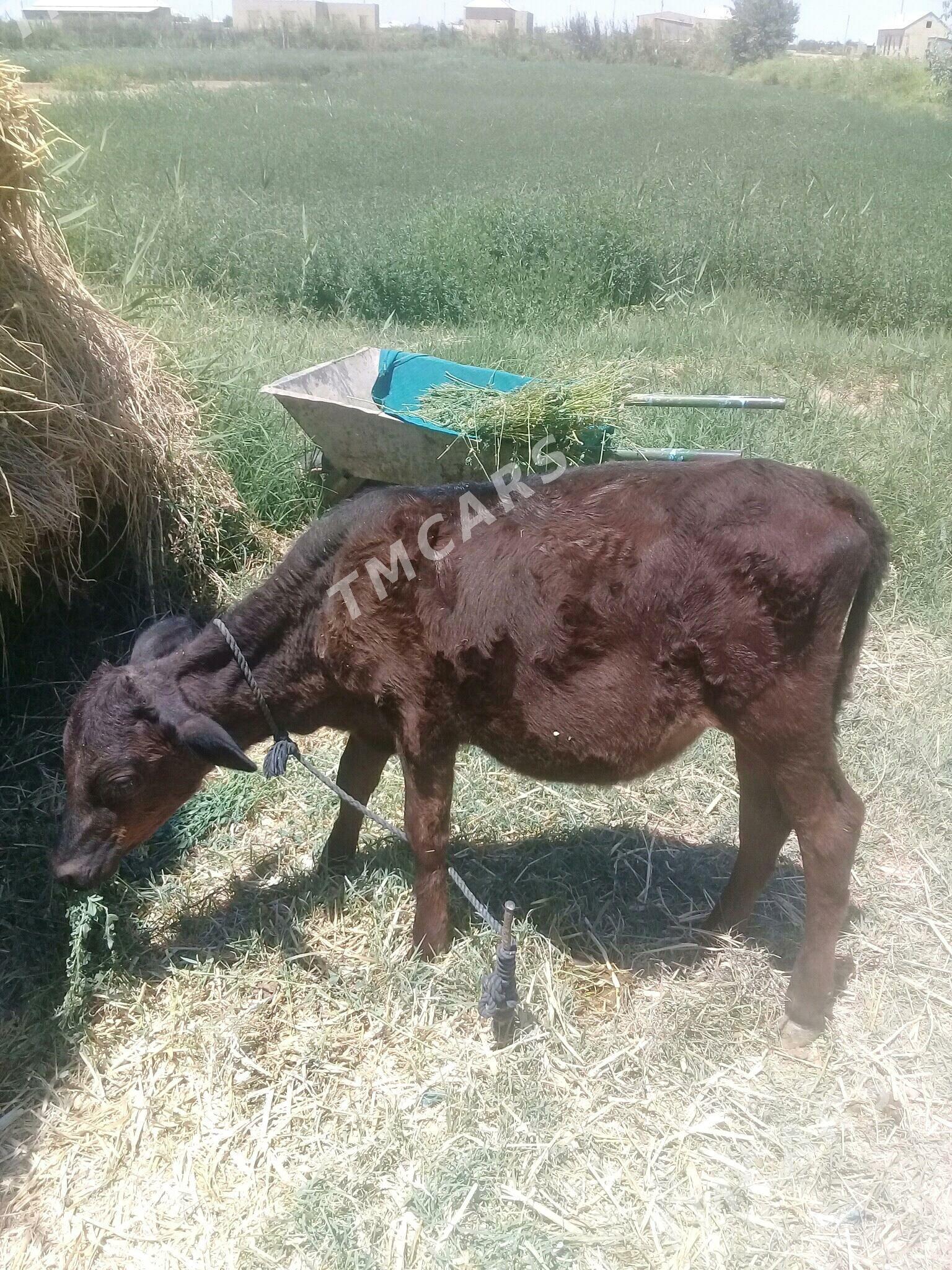 tuwe - Babadaýhan - img 2
