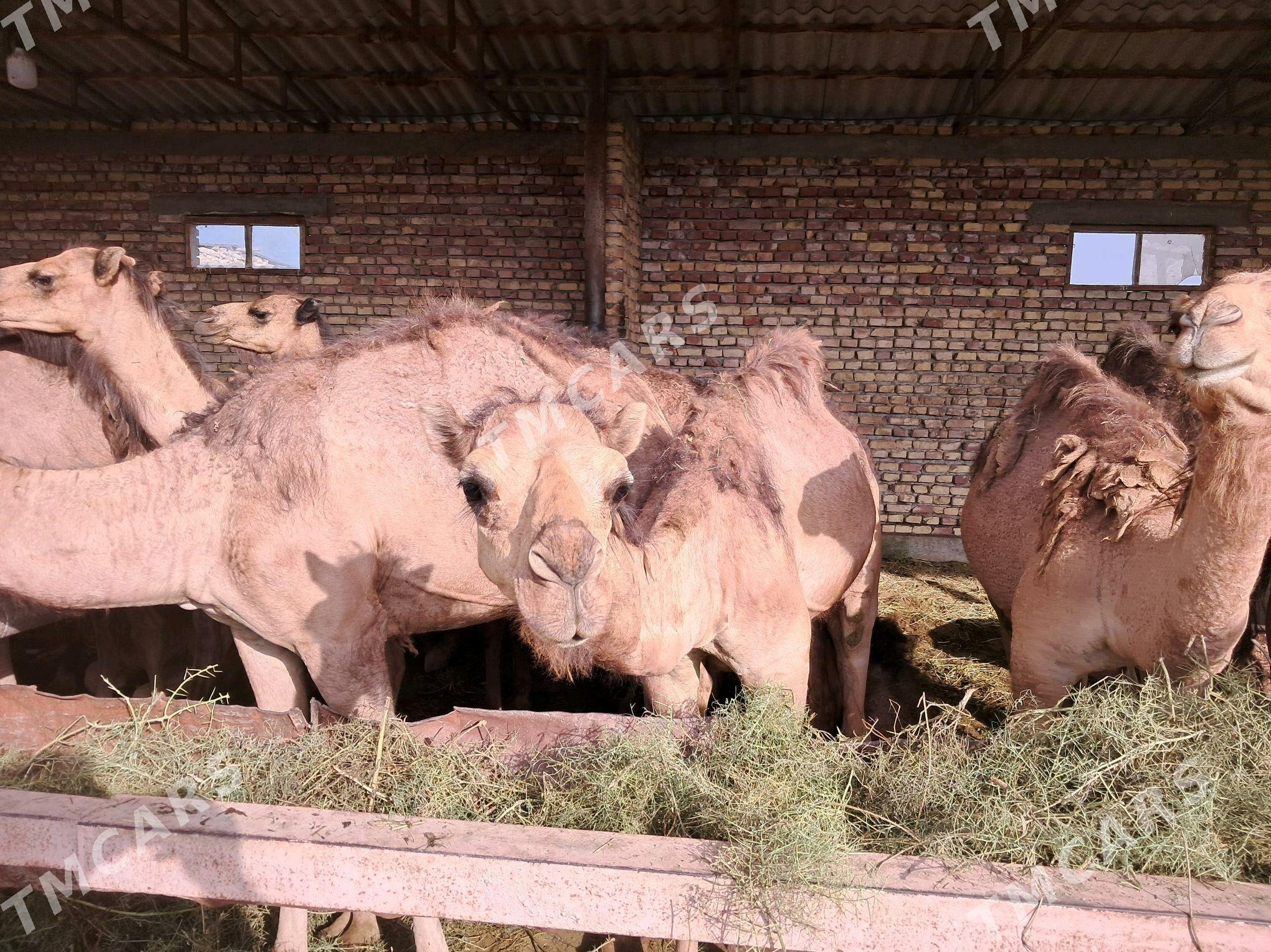 Owşuk - Gökdepe - img 2