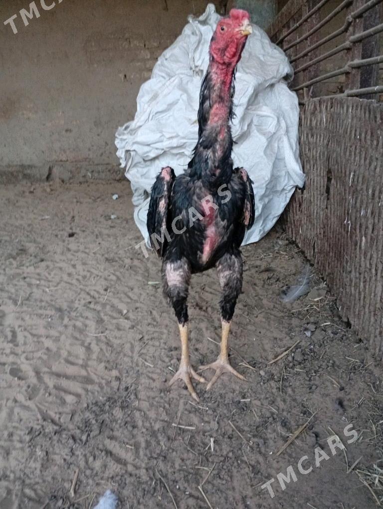 Özbek linýa horaz - Сакарчага - img 2