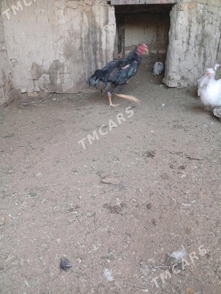 Özbek linýa horaz - Сакарчага - img 5