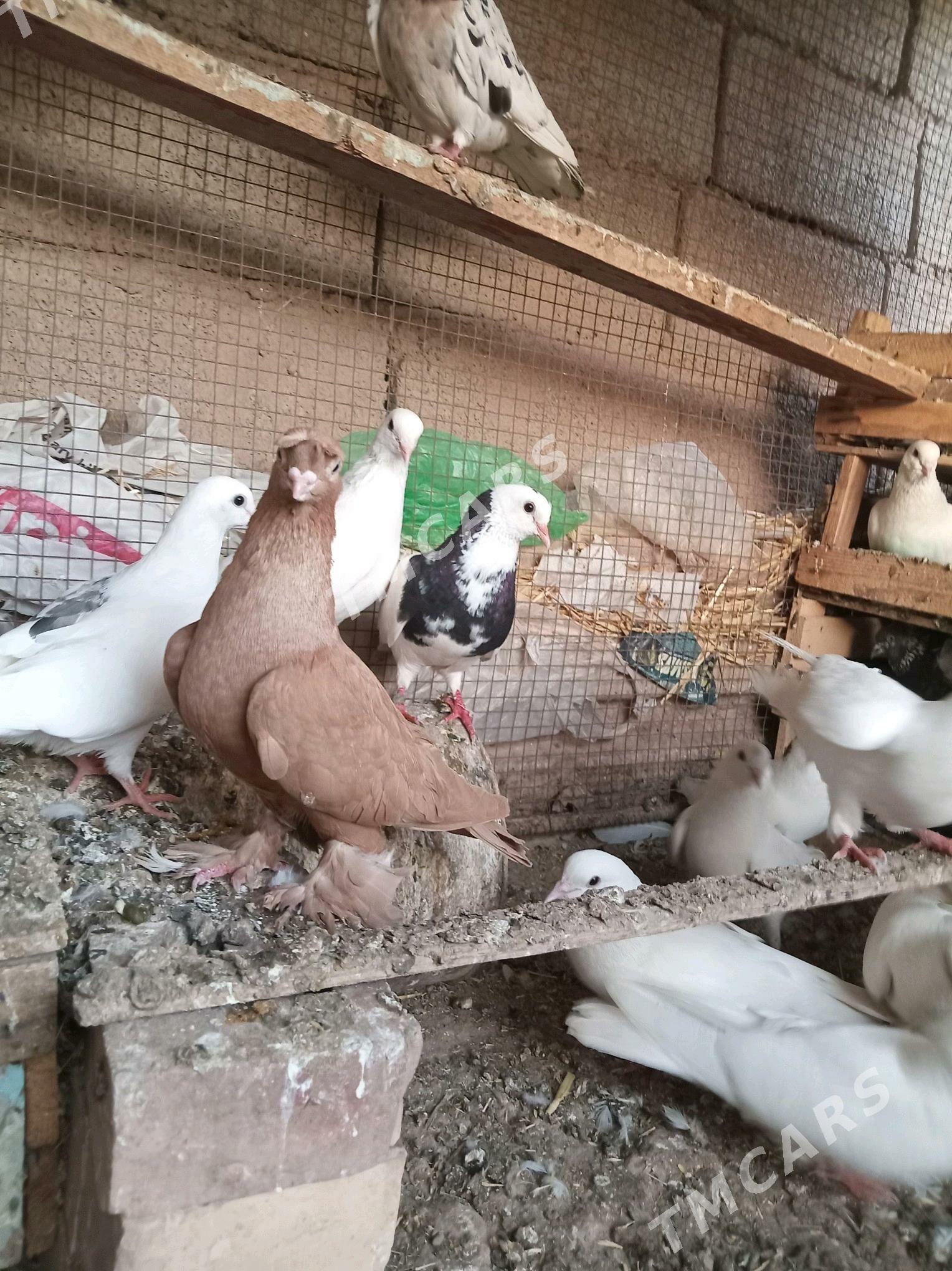 Kepderi - Sarahs - img 2