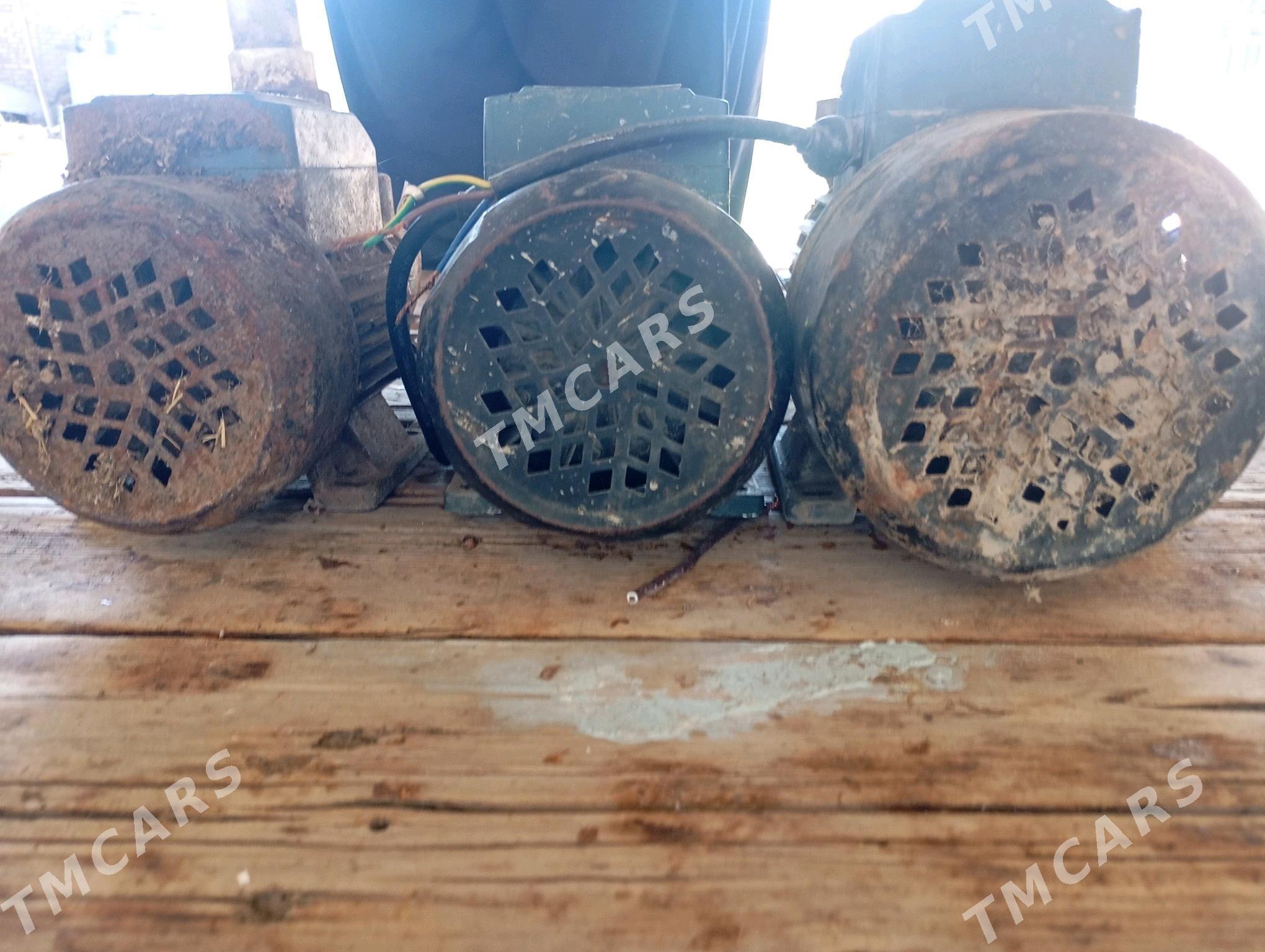 Singa - Sakar - img 2