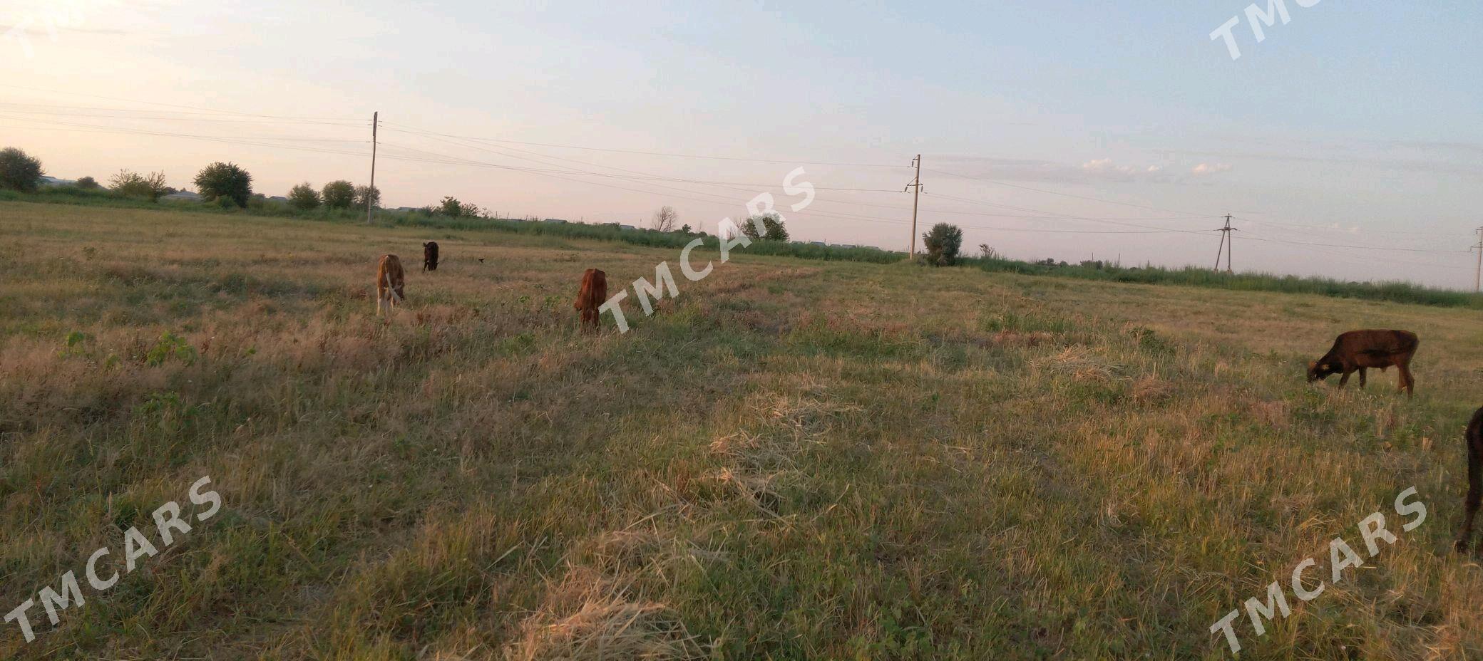 öküzce - Мары - img 2
