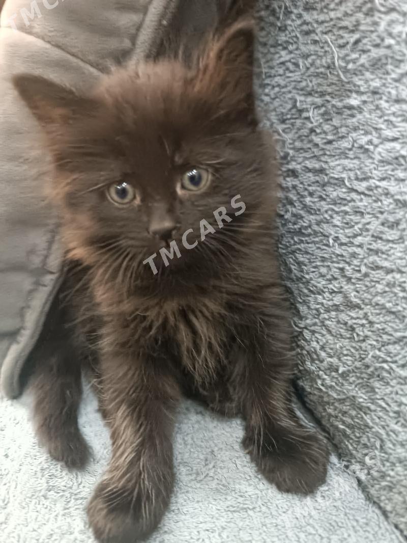 продаются котята - Туркменабат - img 2