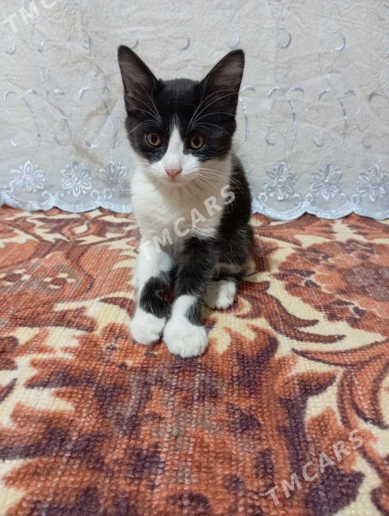pişik - Бузмеин - img 2