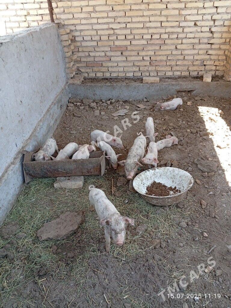 Doñuz jojuklar - Türkmenabat - img 2