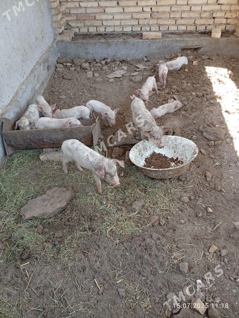 Doñuz jojuklar - Türkmenabat - img 3