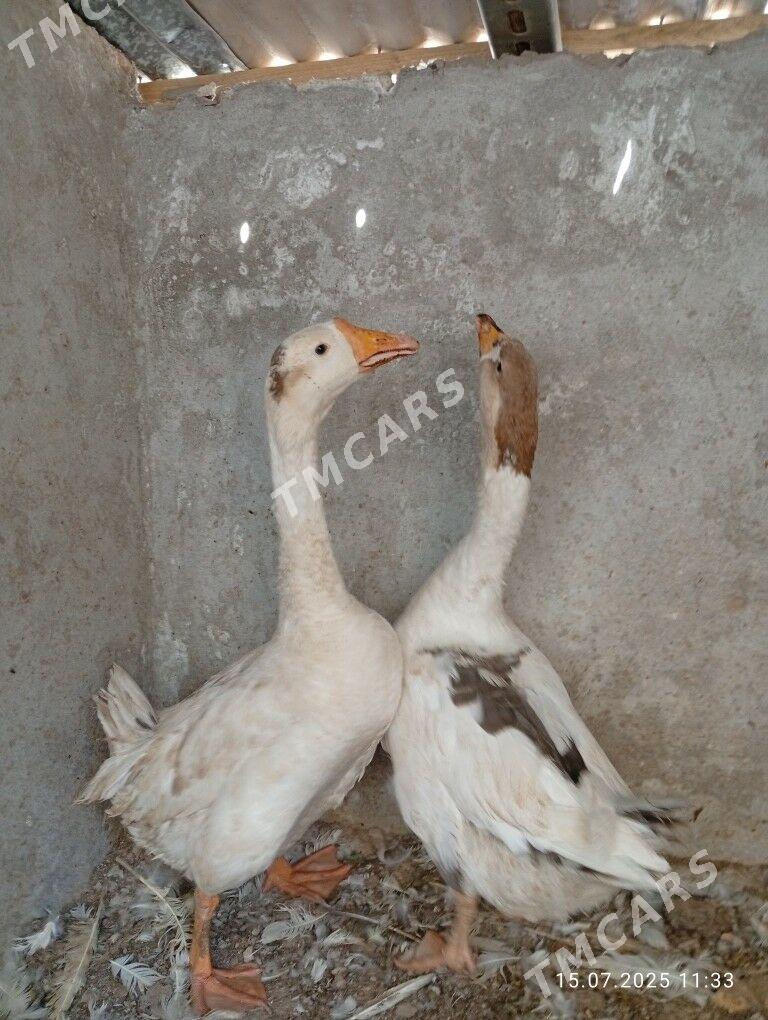 Guşlar - Türkmenabat - img 2