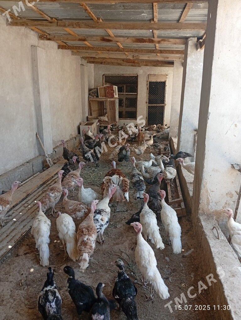 Guşlar - Türkmenabat - img 4