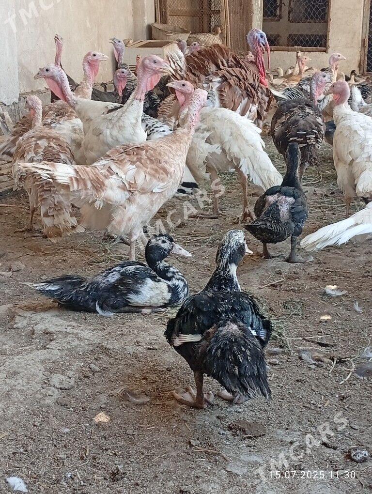 Guşlar - Türkmenabat - img 6