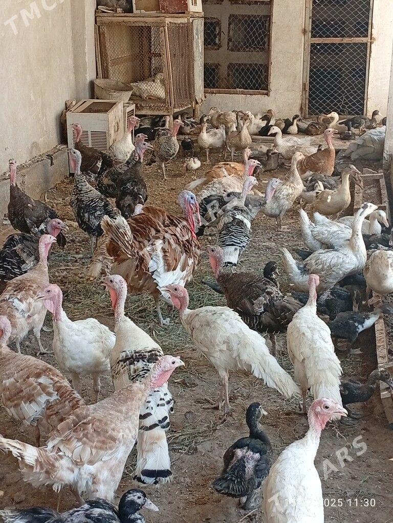 Guşlar - Türkmenabat - img 7