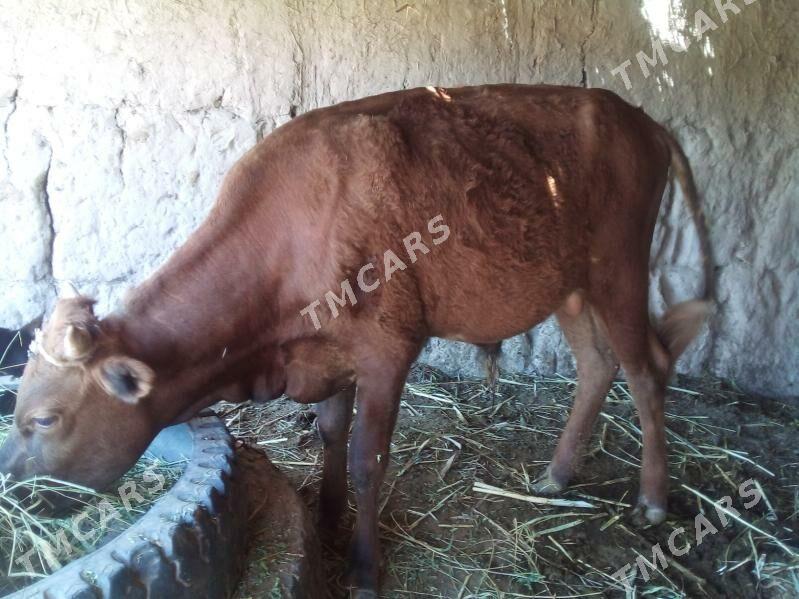 öküz - Çärjew - img 2