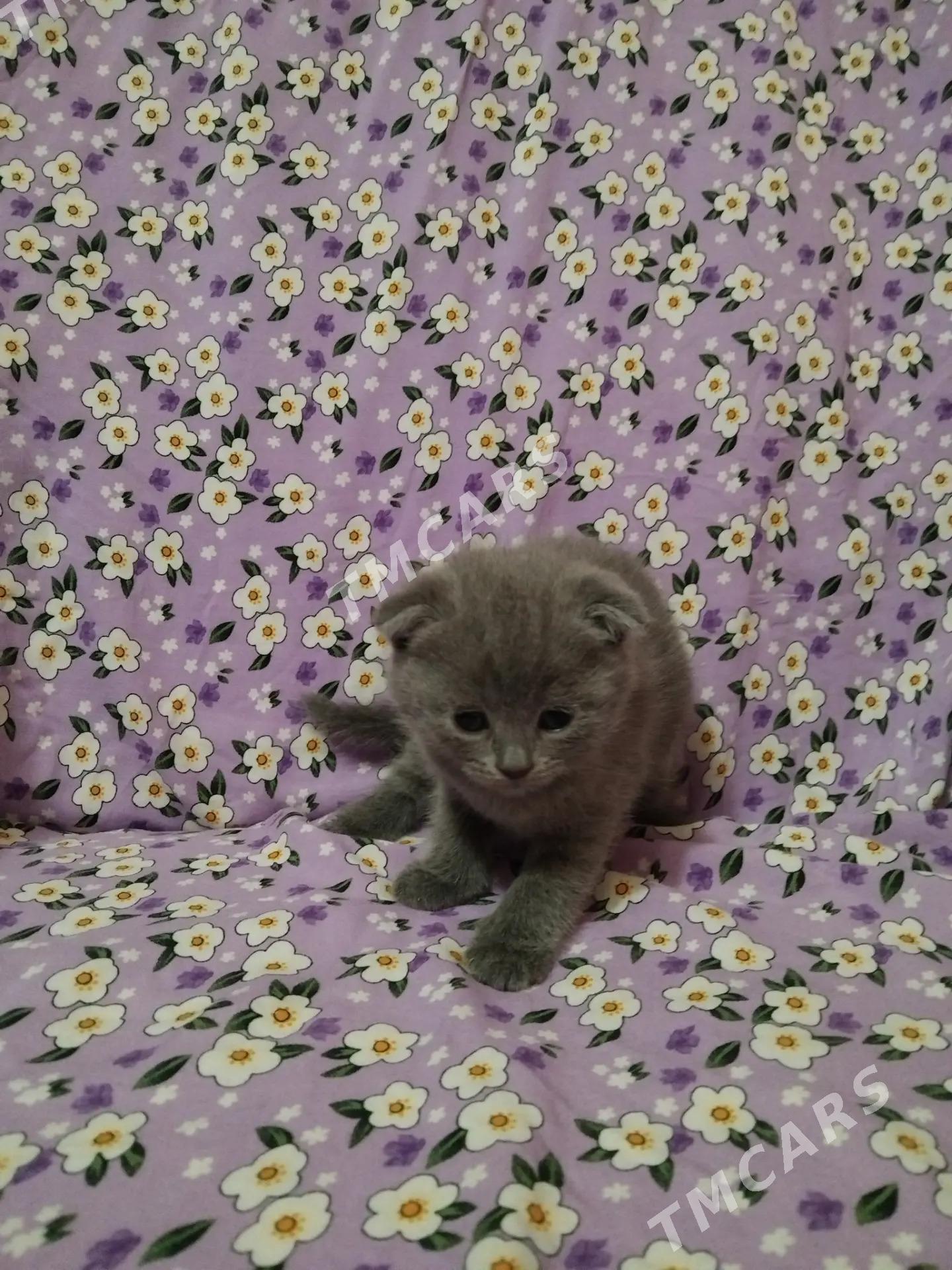 Котята - Мары - img 3