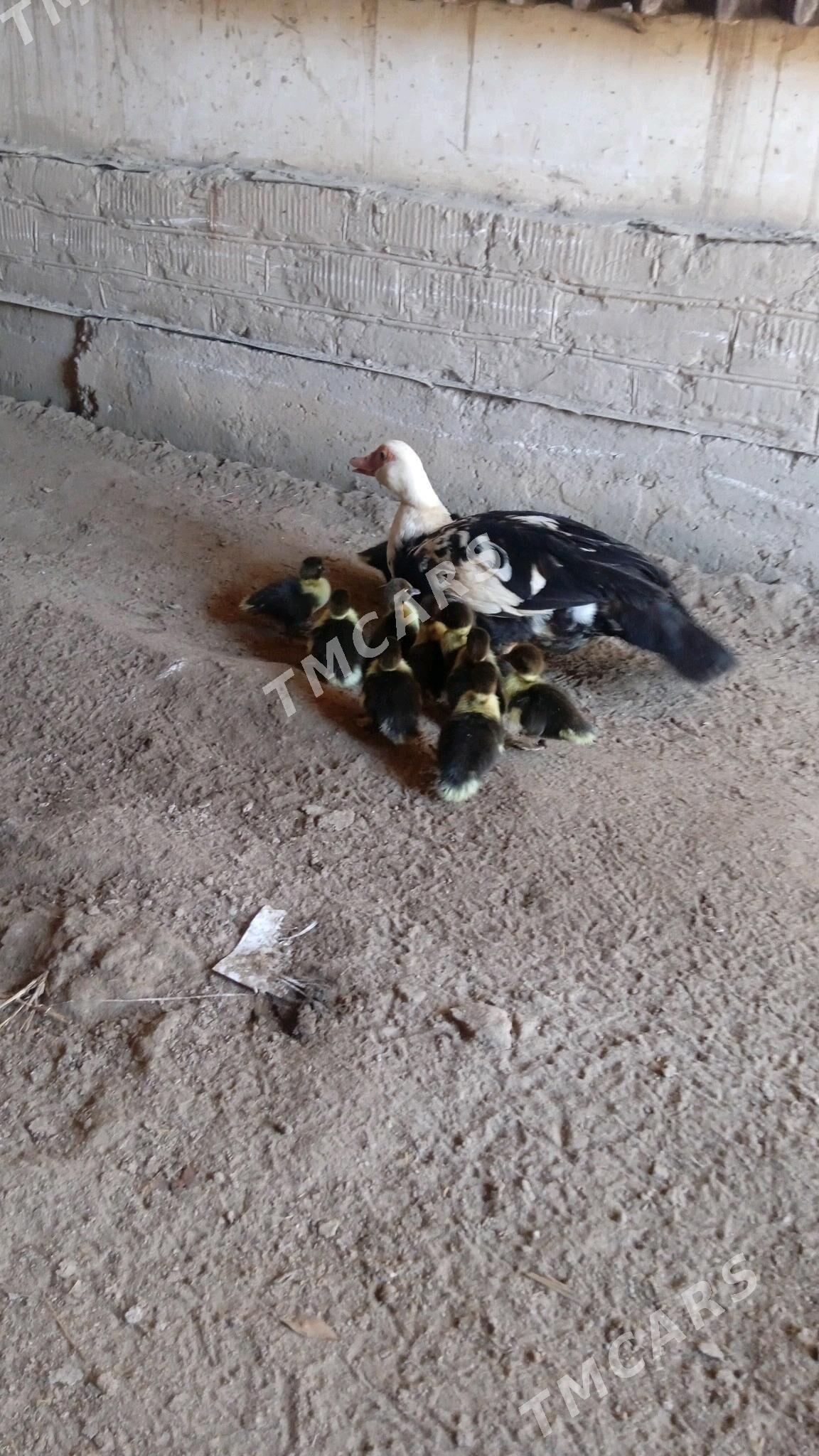 induşka - Daşoguz - img 6