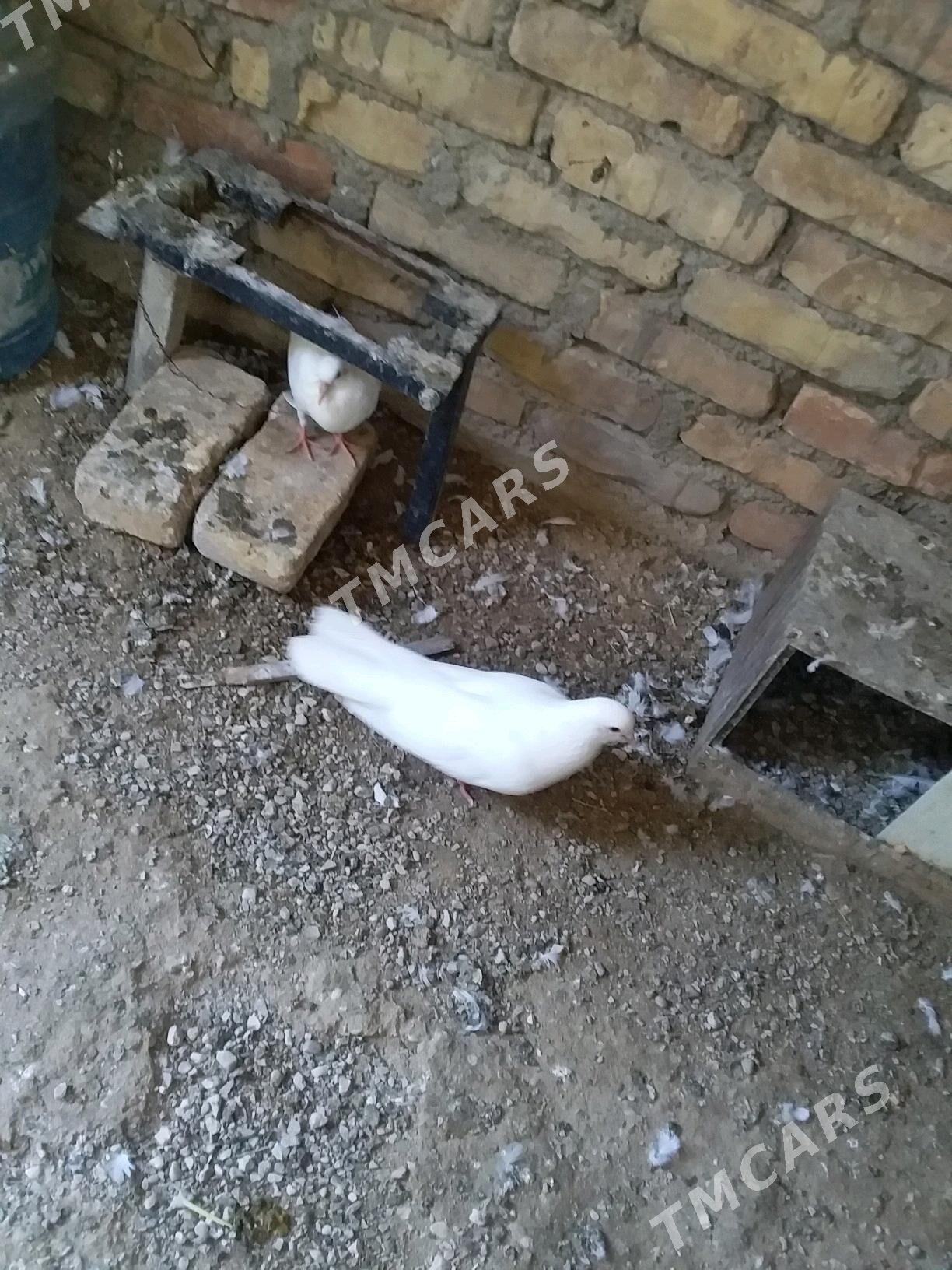 kepderi - Balkanabat - img 4