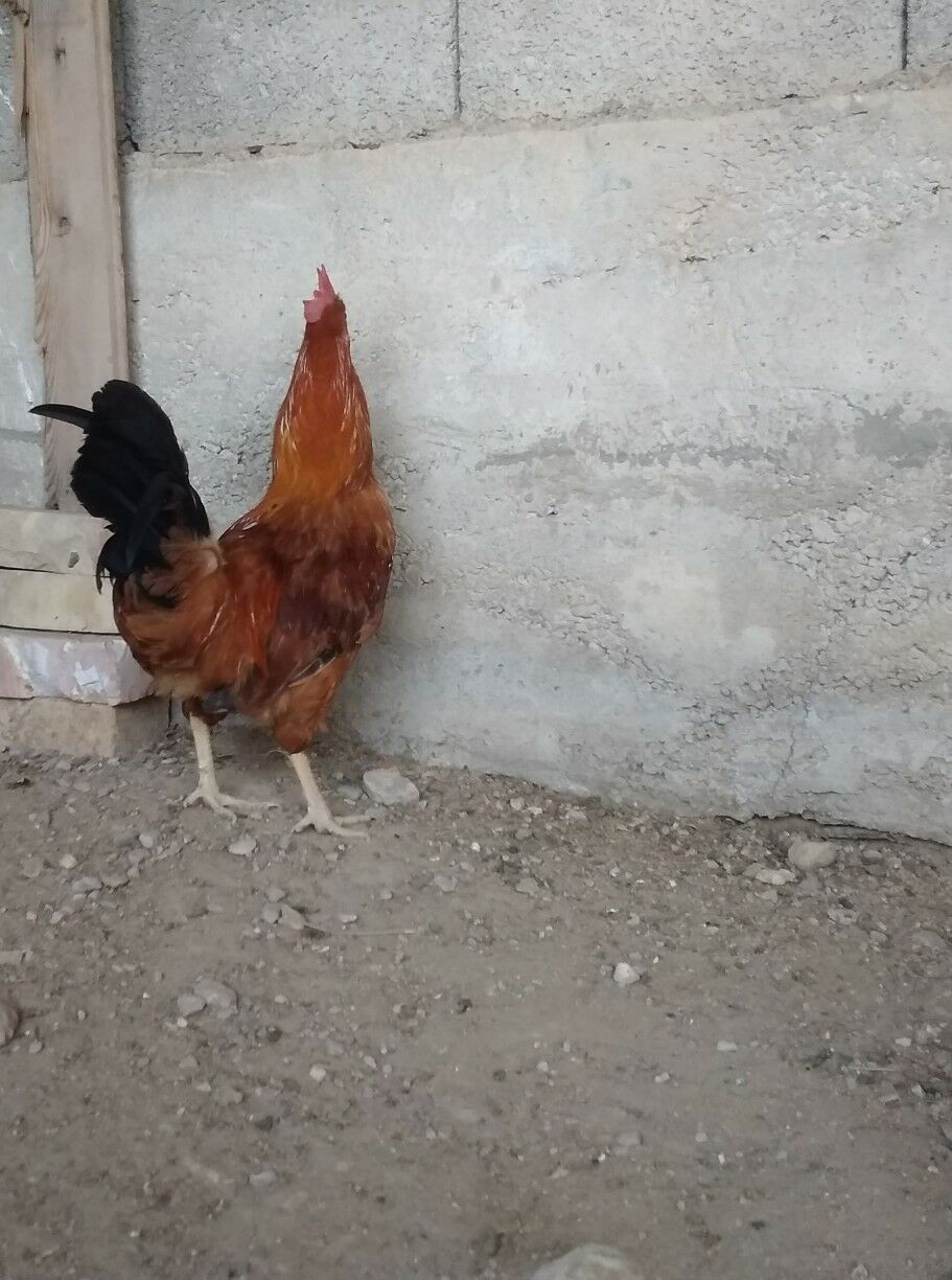 horoz yas - Balkanabat - img 2