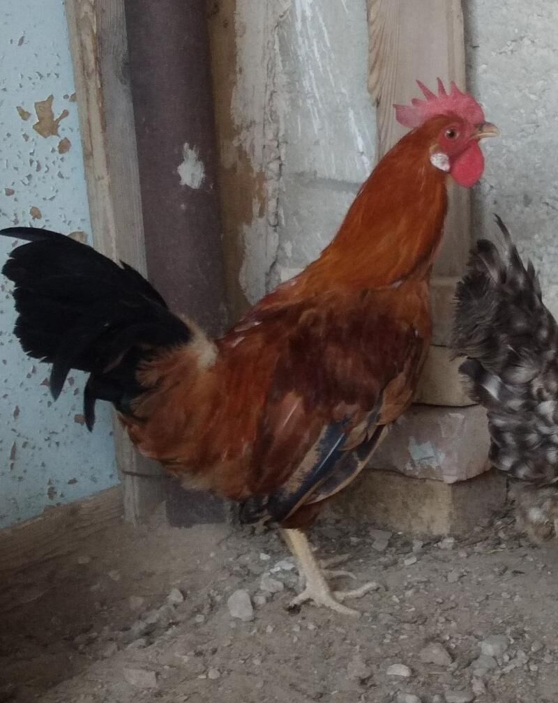 horoz yas - Balkanabat - img 3