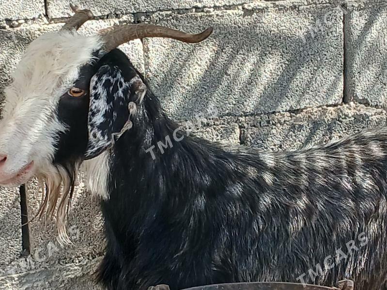 bakylan geçi - Ашхабад - img 5