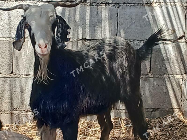 bakylan geçi - Ашхабад - img 6