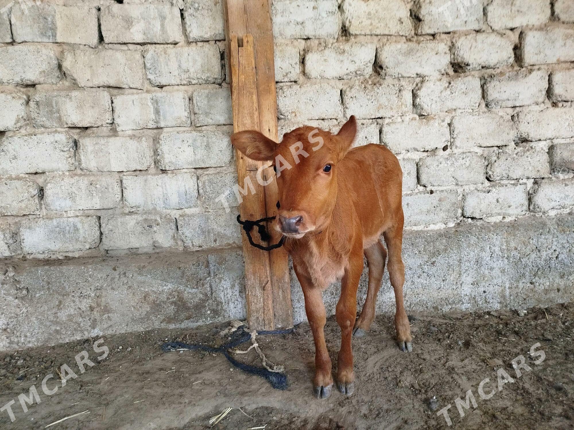 Göleli sygyr - Hitrowka - img 3