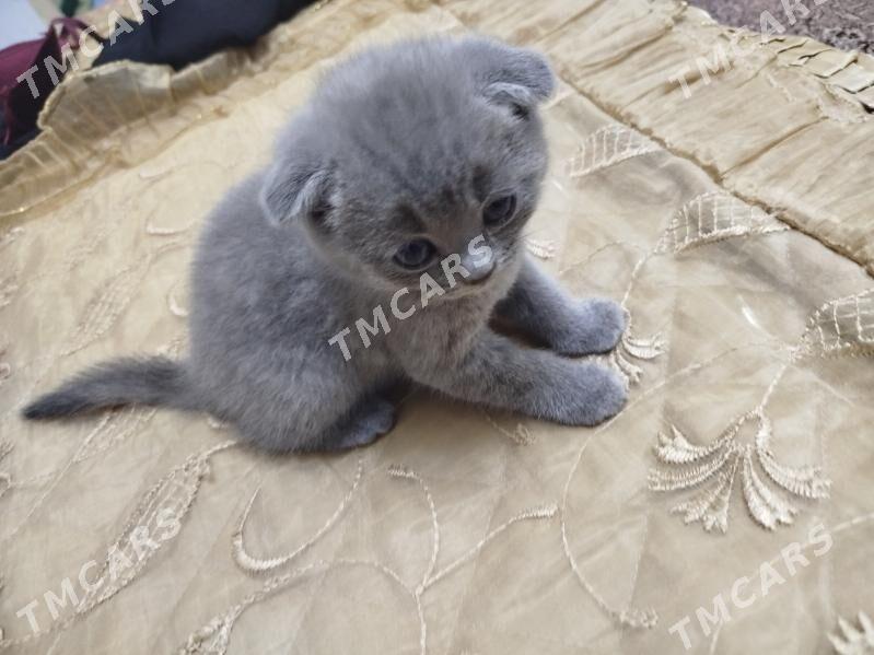 вислоухие - Köneürgenç - img 5