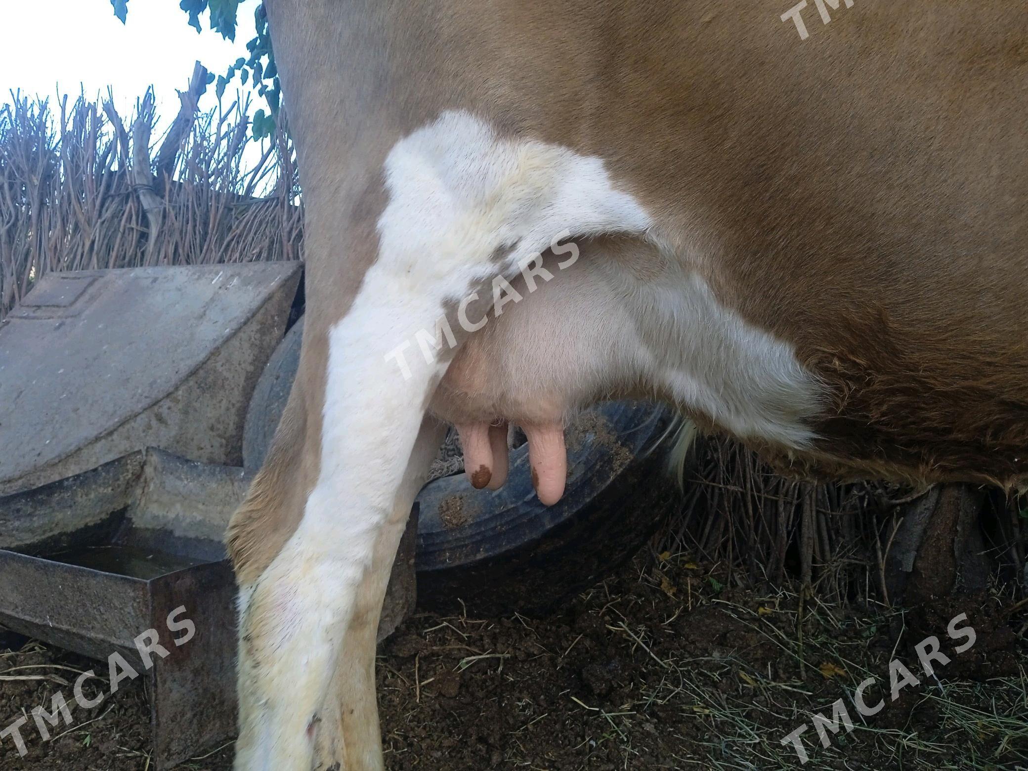 Goleli sygyr - Farap - img 2