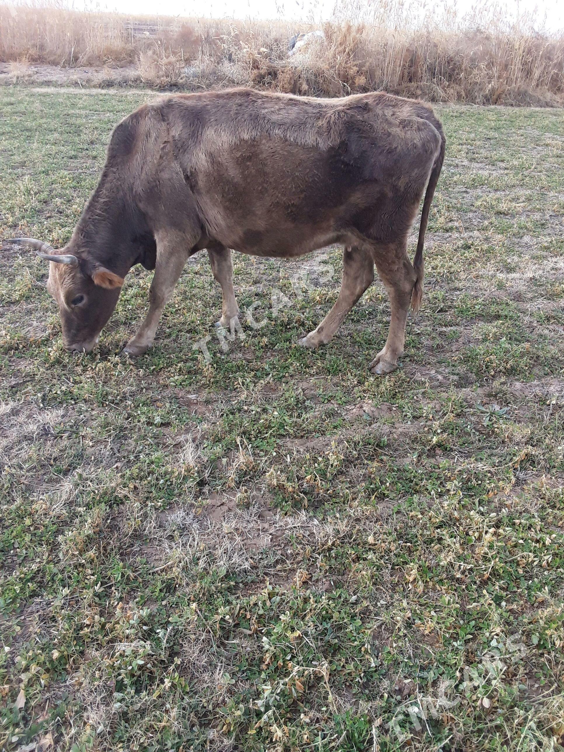 Göleli Sygyr - Babadaýhan - img 3