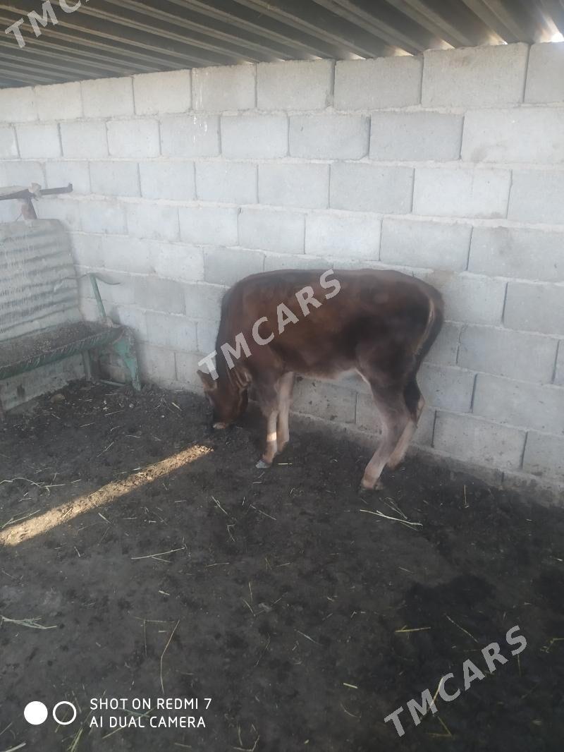gaçar - Туркменбаши - img 1