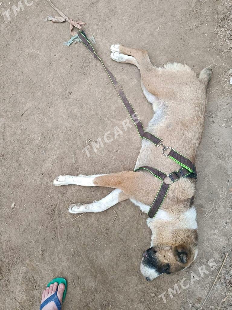 Alabay bl Pitbuldan bolan - Şabat etr. - img 2