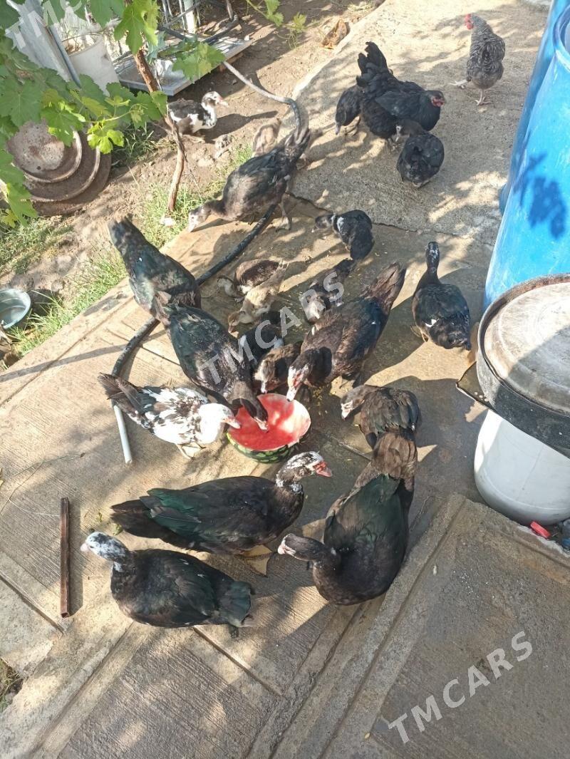 Indautka ordek - Çoganly - img 2