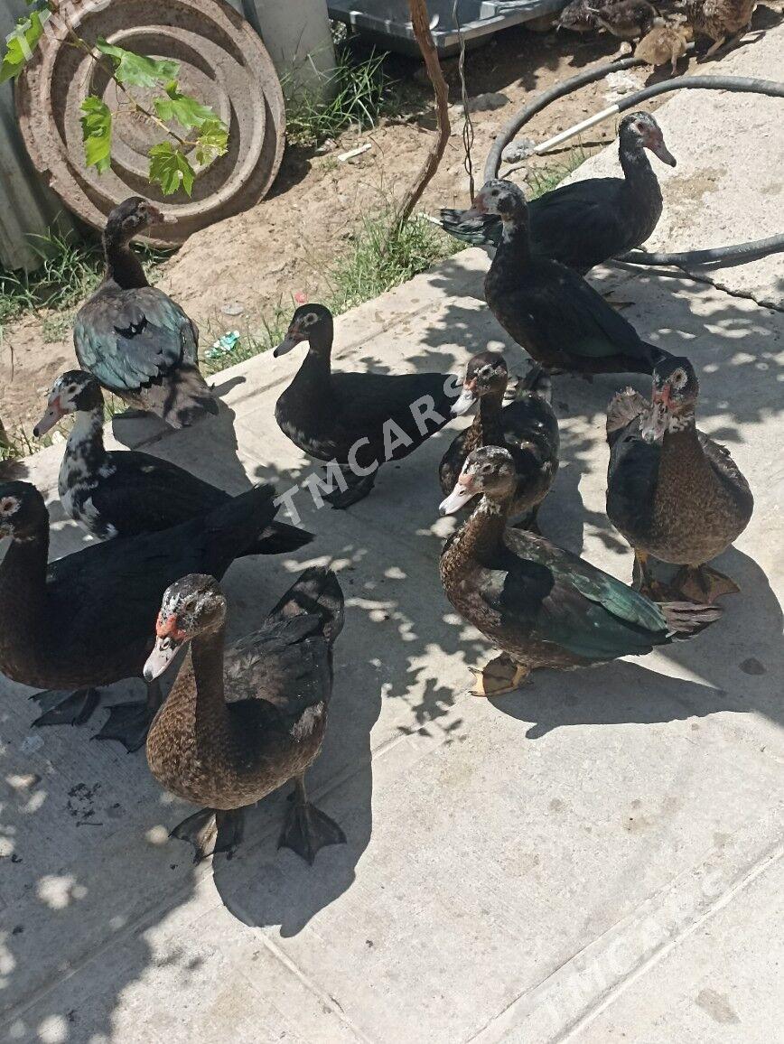 Indautka ordek - Çoganly - img 3