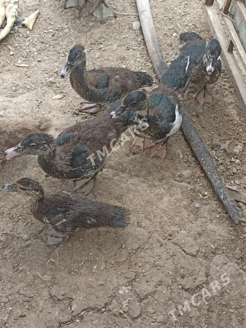 Indautka ordek - Çoganly - img 5
