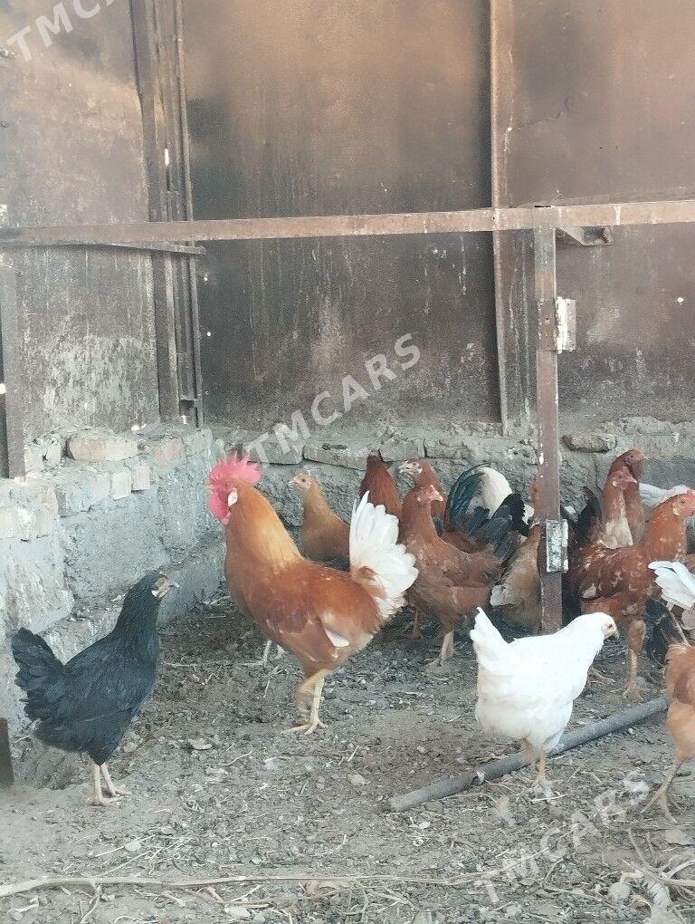 mesni towuklar - Туркменабат - img 2