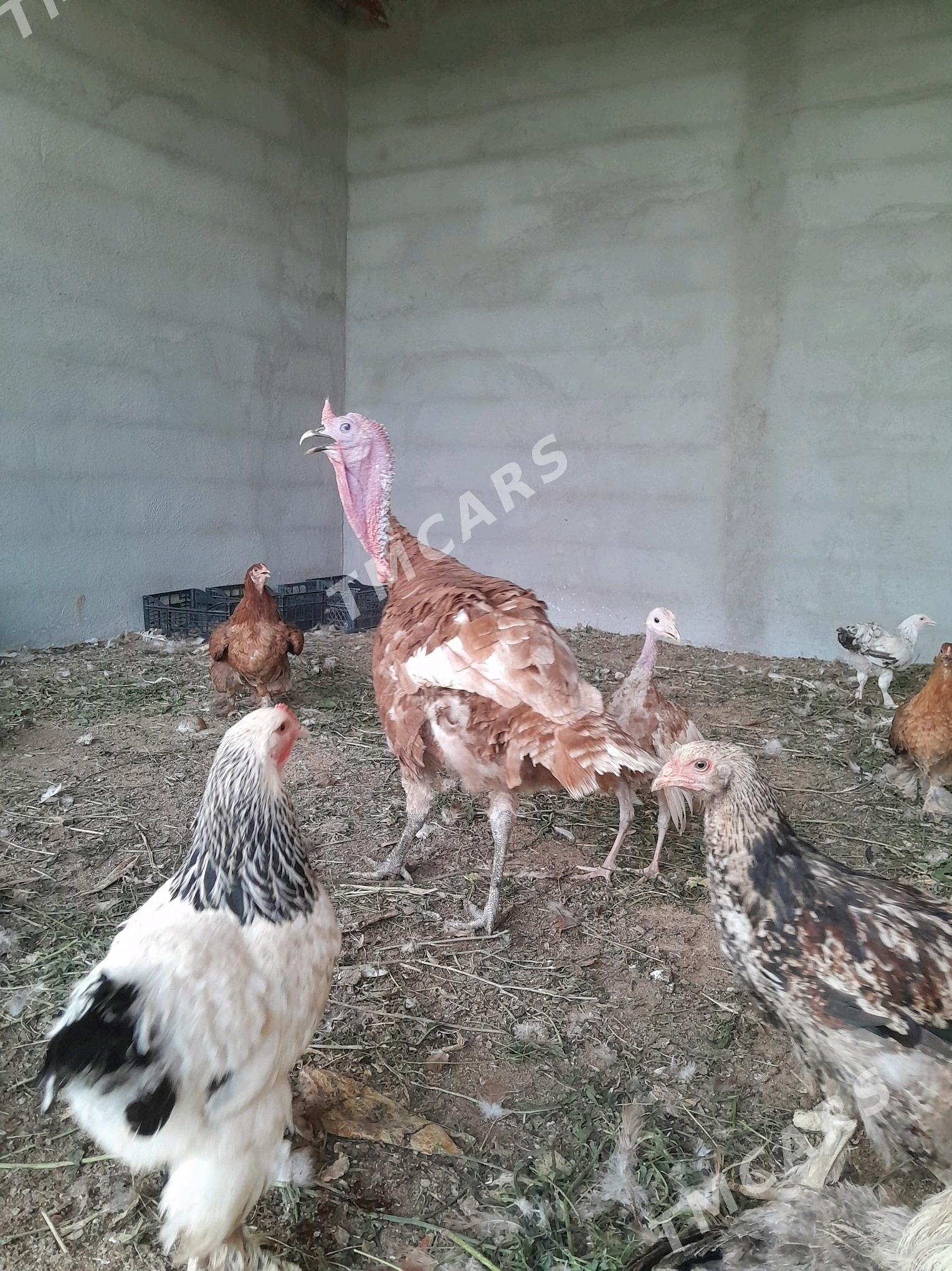 owgan induk - Gökdepe - img 2