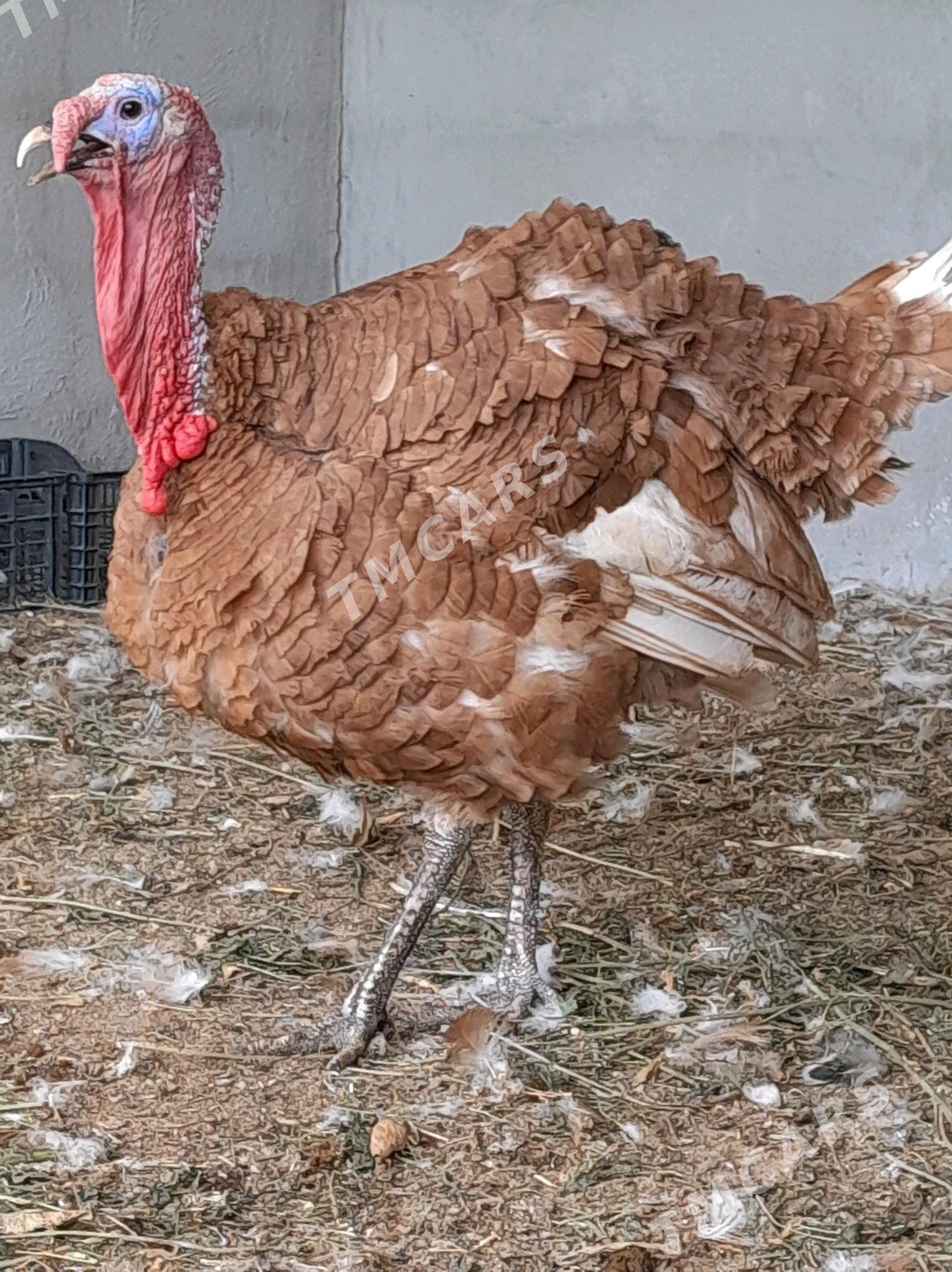 owgan induk - Gökdepe - img 3