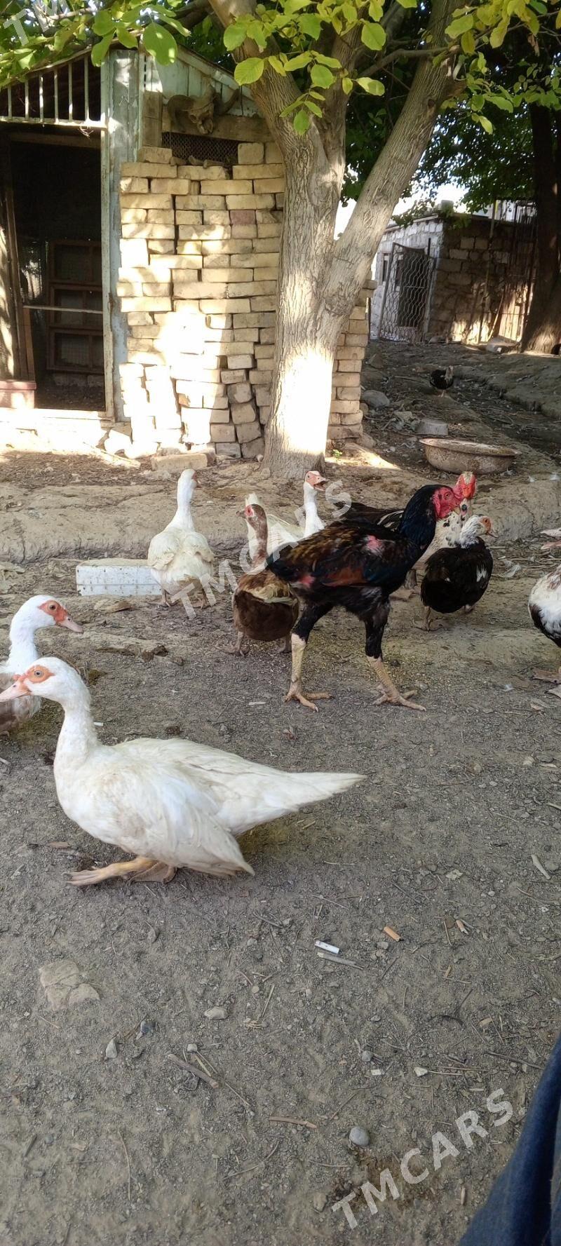 TAŞKENT HORAZ - Bagyr - img 5