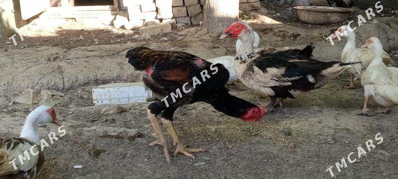 TAŞKENT HORAZ - Bagyr - img 6