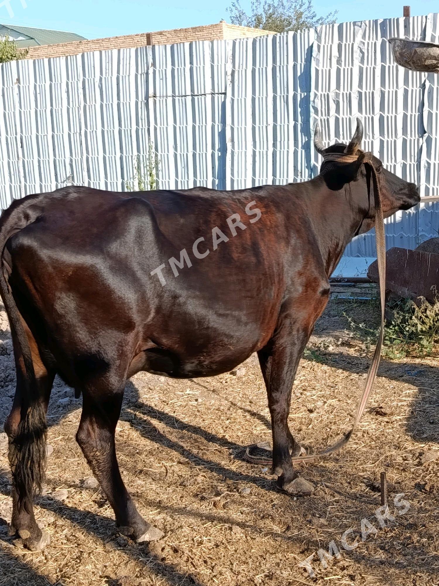goleli. sygyr. - Türkmenabat - img 3