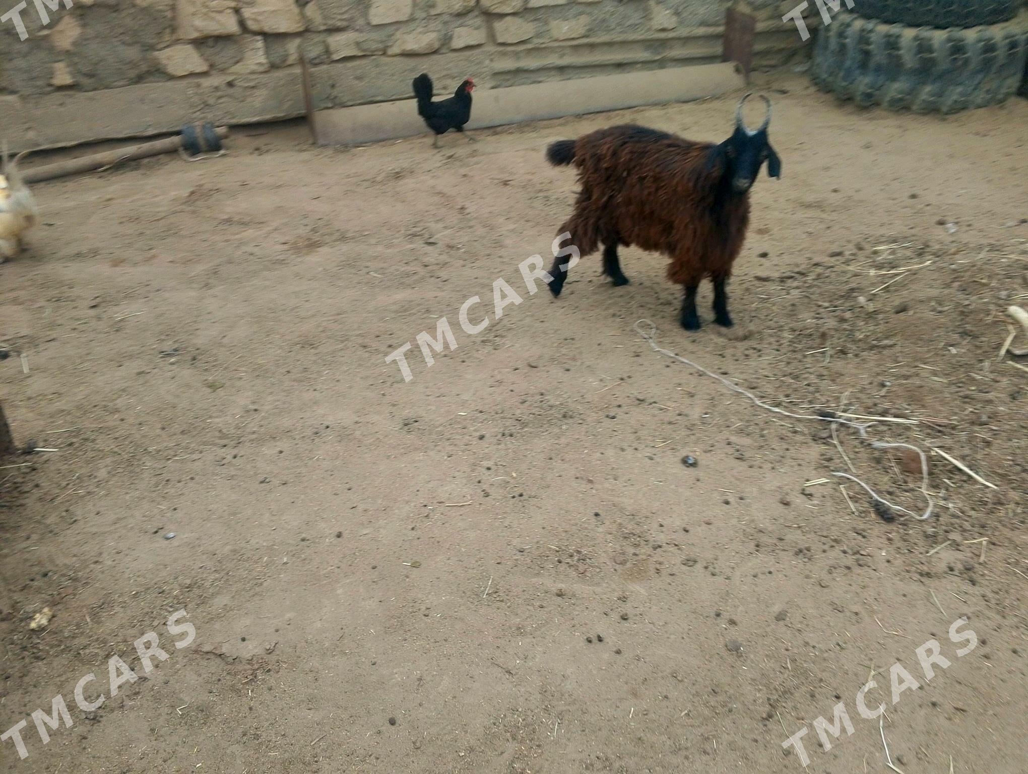çebiş - Esenguly - img 2
