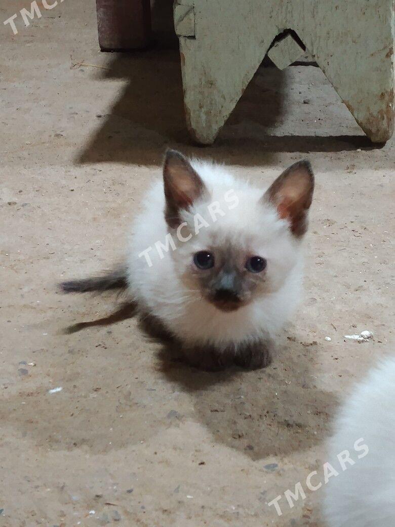 сиам котята - Mary - img 3